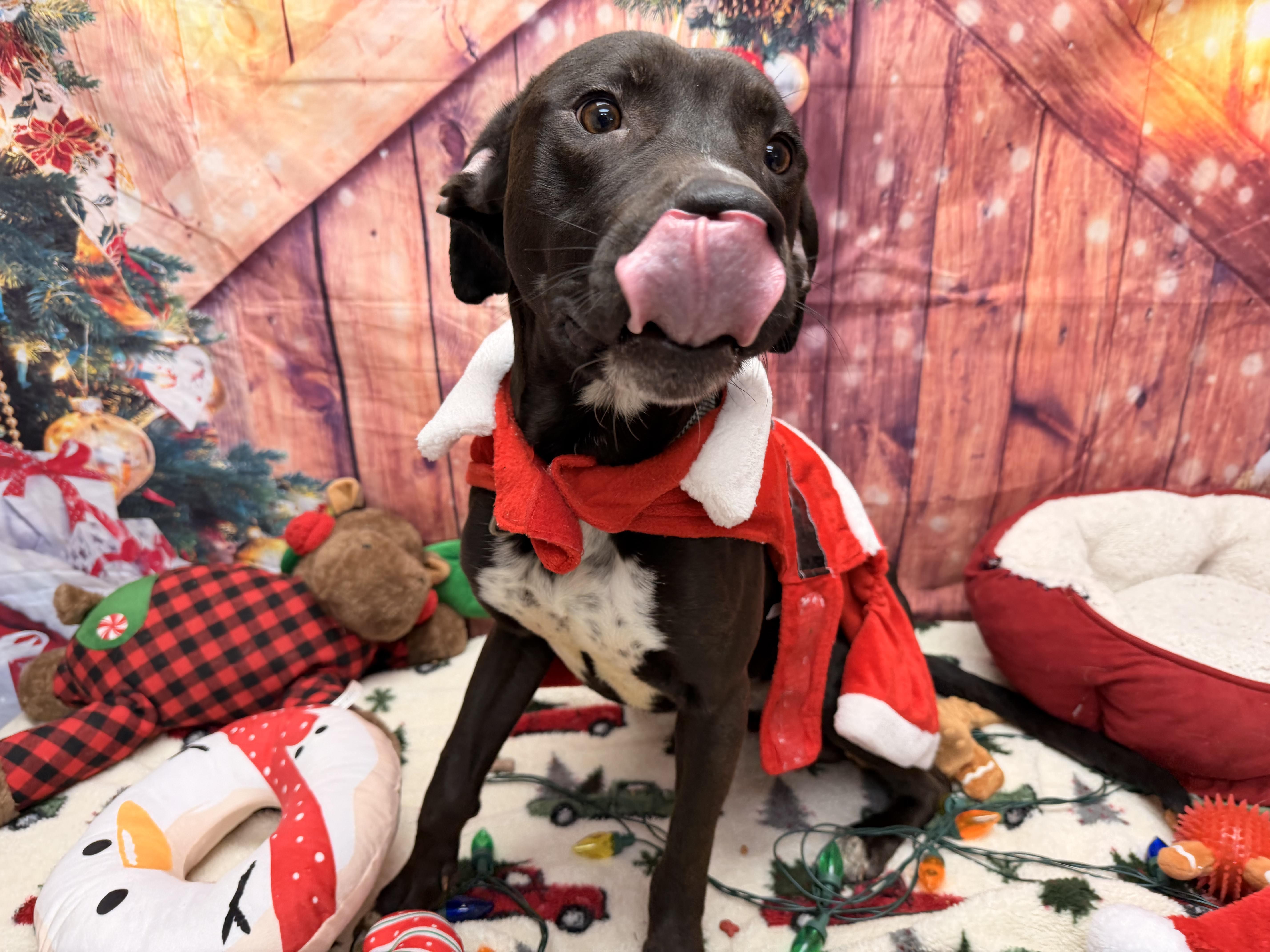 Enlarge Hershey, a ADOPTABLE Pit Bull Terrier in Statesboro, GA image 6/6