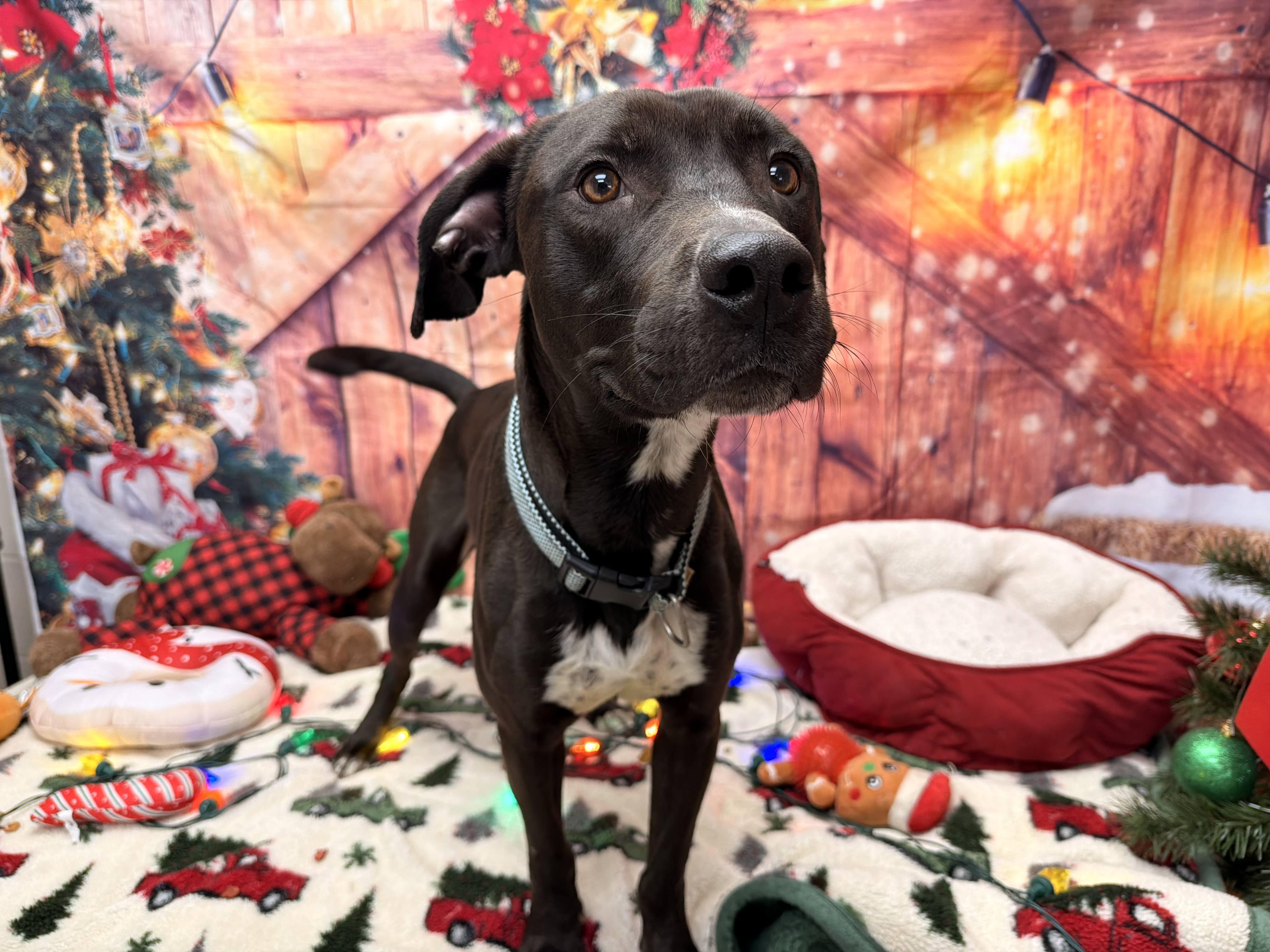 Enlarge Hershey, a ADOPTABLE Pit Bull Terrier in Statesboro, GA image 5/6