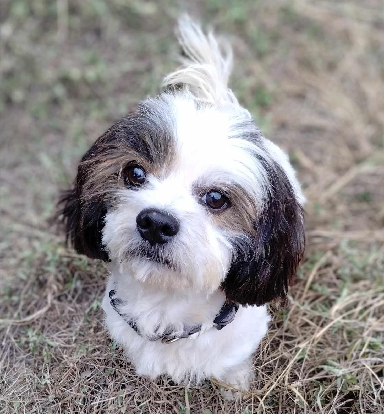Dog Rescue Shih Tzu Mix For Adoption Lhasa Apso Dogs For Adoption Shop