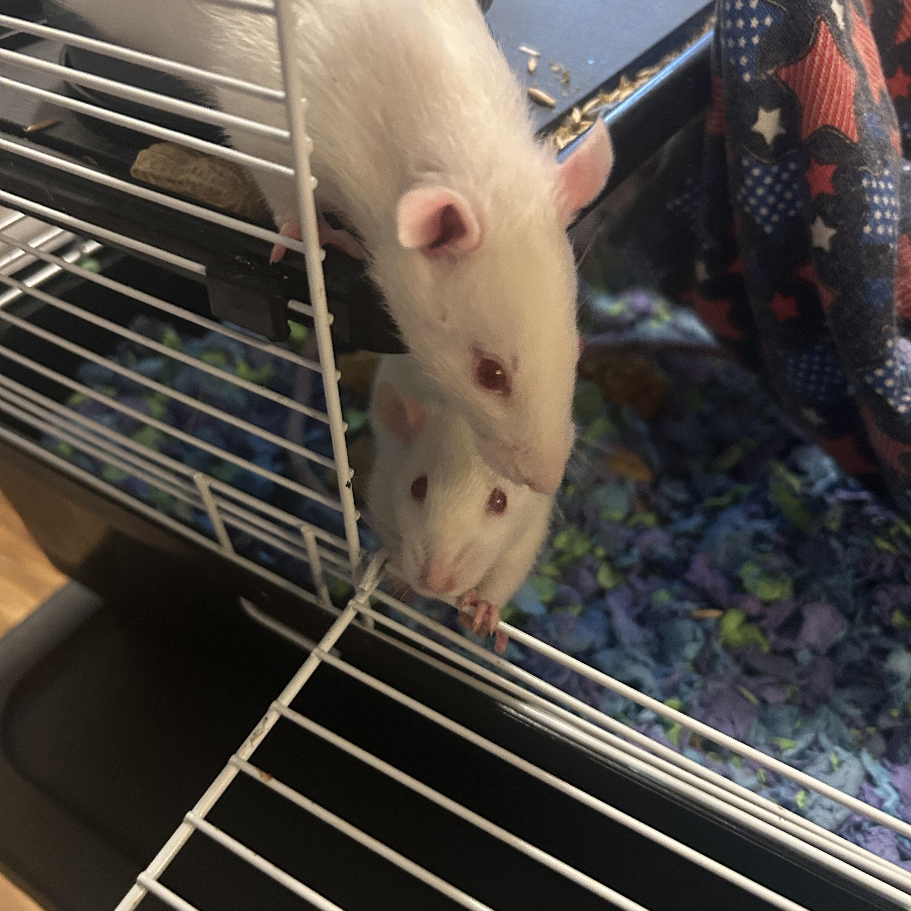 Enlarge Stravinsky, a Adoptable Rat in Minneapolis, MN image 1/1