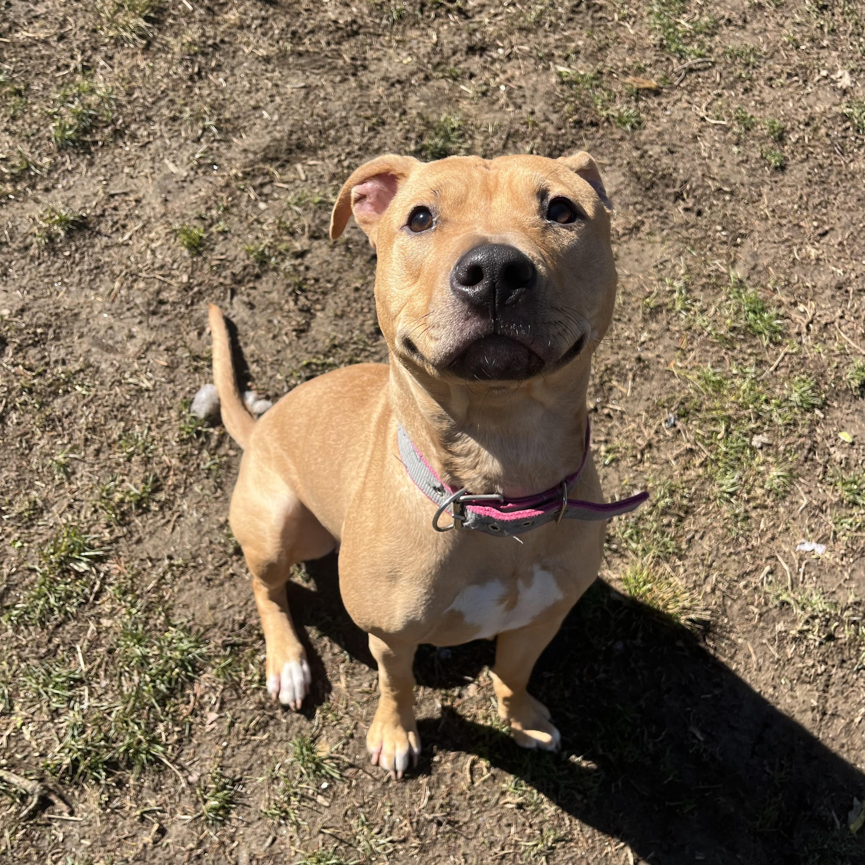 Enlarge Sandy, an adopted mixed breed in Yonkers, NY image 1/5