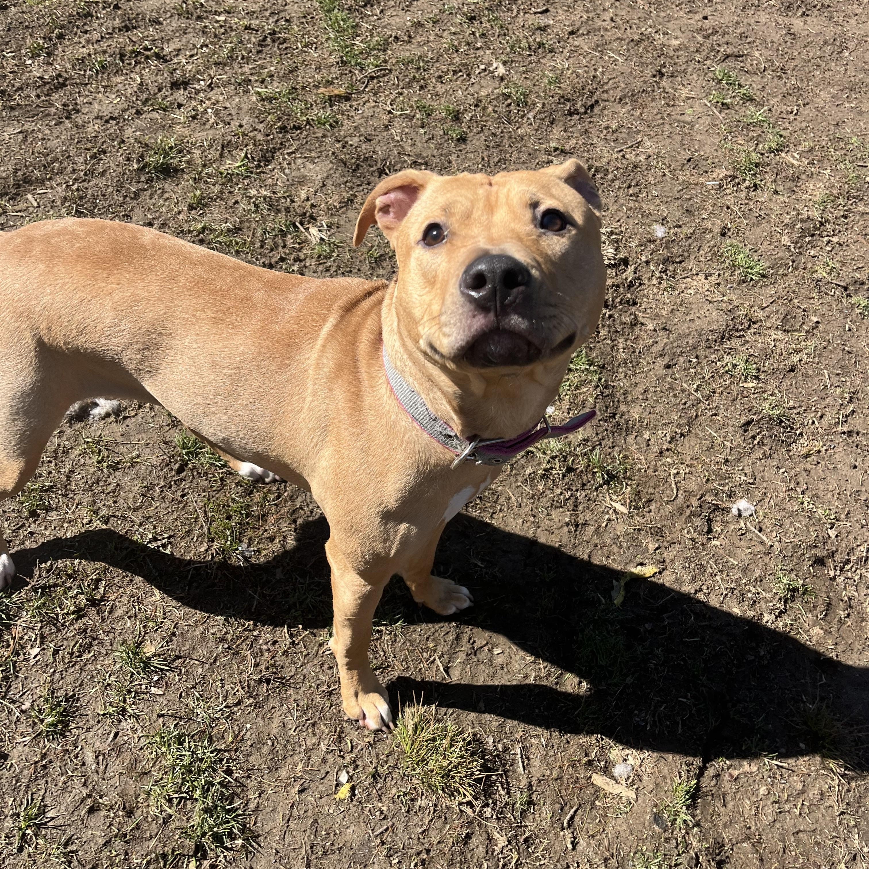 Enlarge Sandy, an adopted mixed breed in Yonkers, NY image 4/5