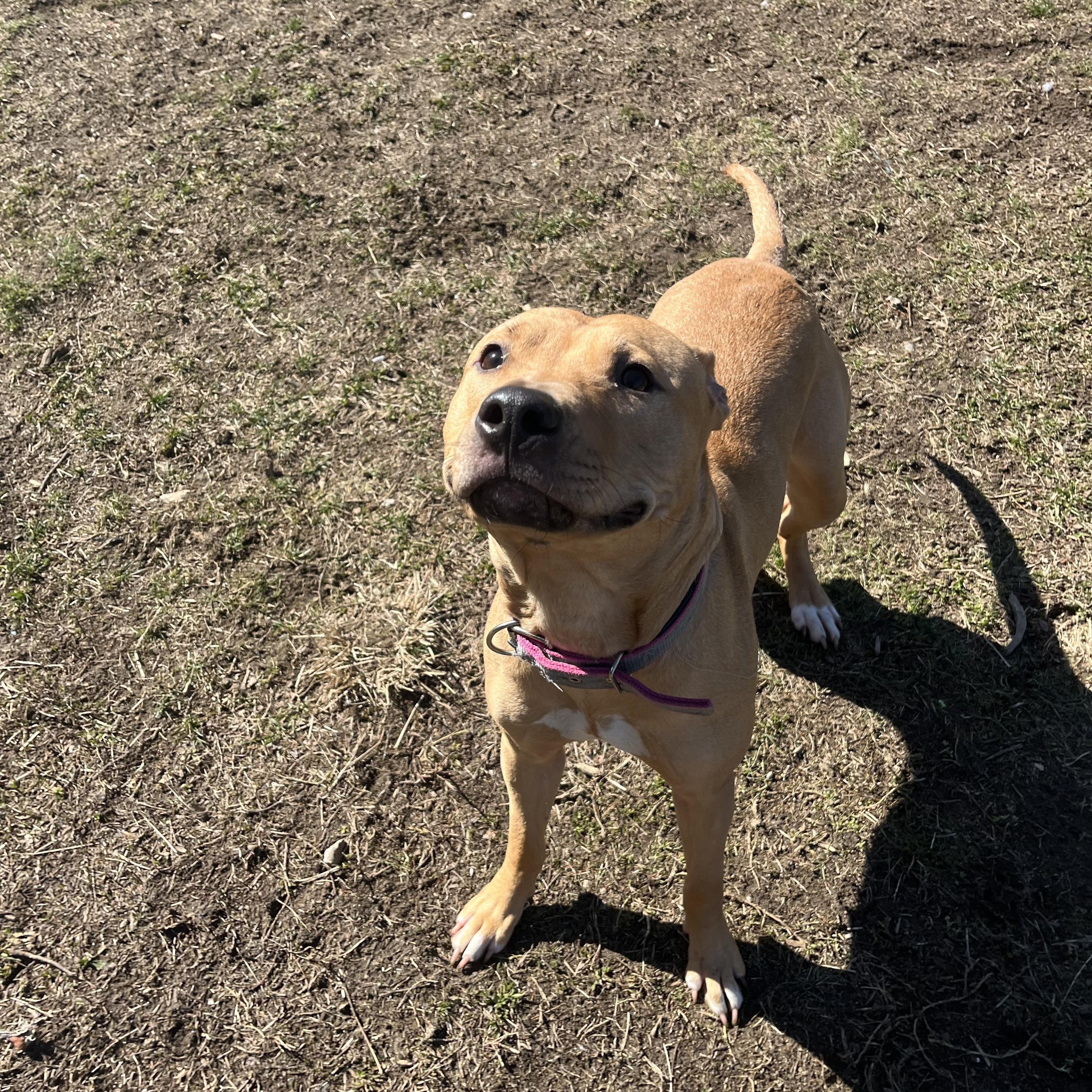 Enlarge Sandy, an adopted mixed breed in Yonkers, NY image 2/5