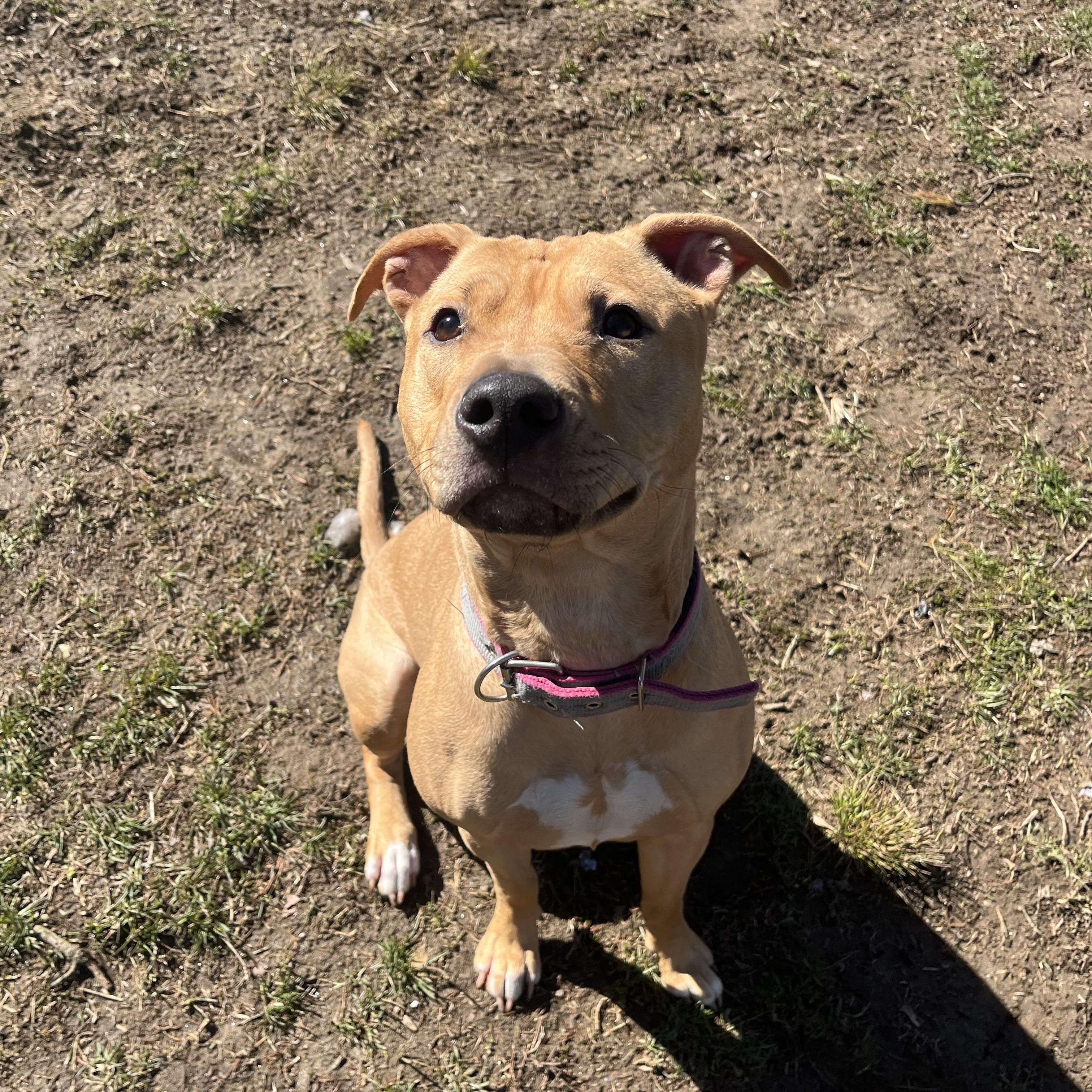 Enlarge Sandy, an adopted mixed breed in Yonkers, NY image 3/5