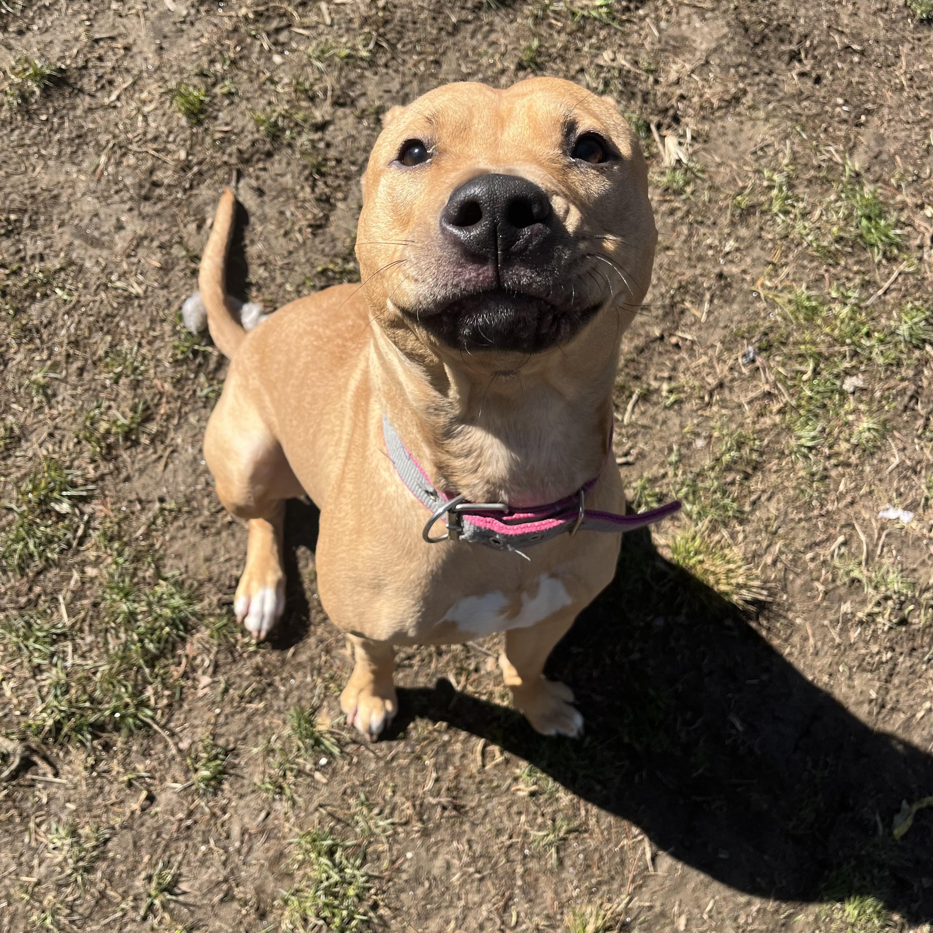 Enlarge Sandy, an adopted mixed breed in Yonkers, NY image 5/5