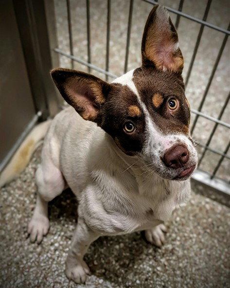 LEE-ANNE, Adoptable, Adult Female Australian Cattle Dog / Blue Heeler & Smooth Fox Terrier.