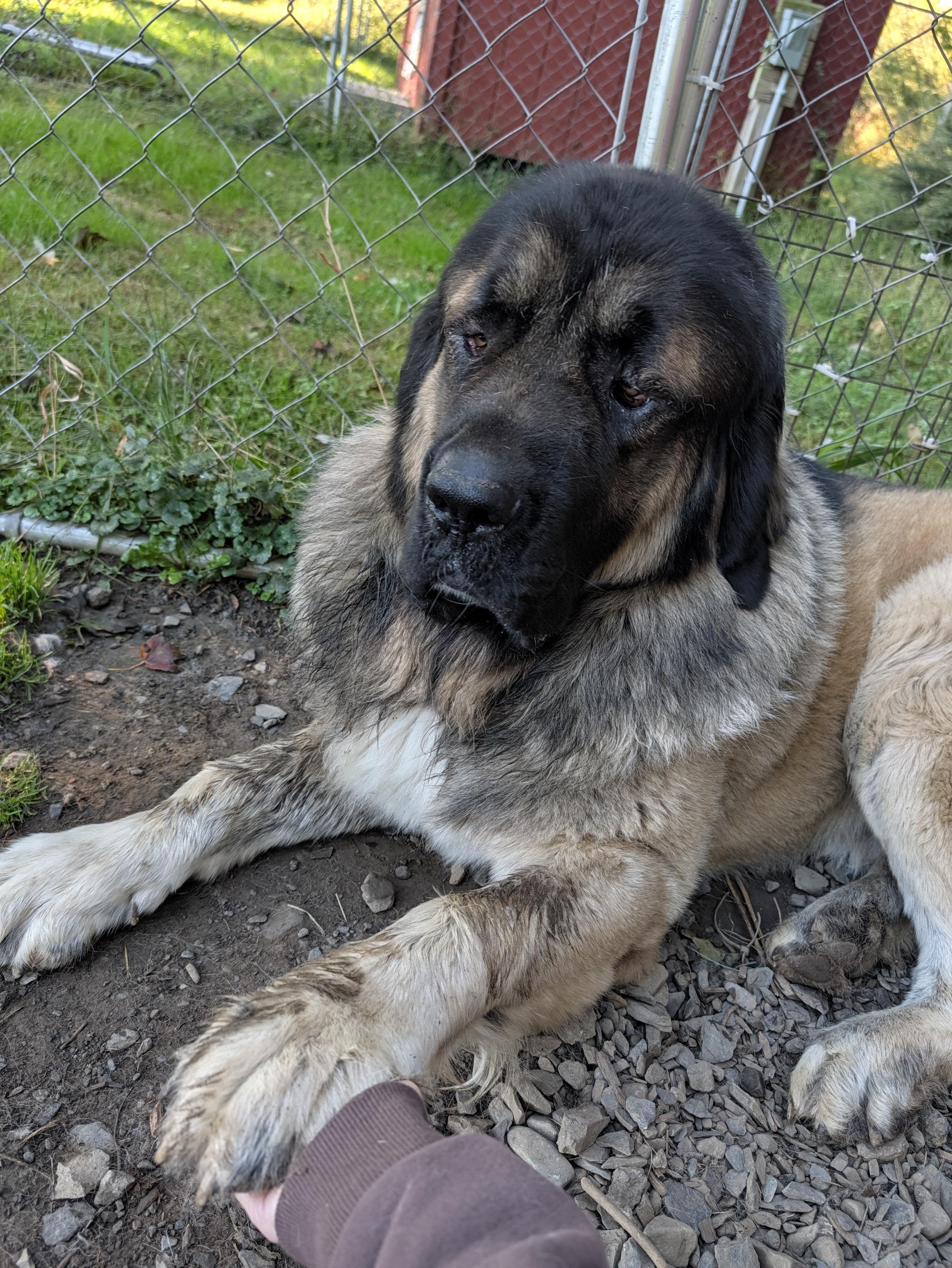 Enlarge Ralphie, a Adoptable mixed breed in New Windsor, NY image 3/3