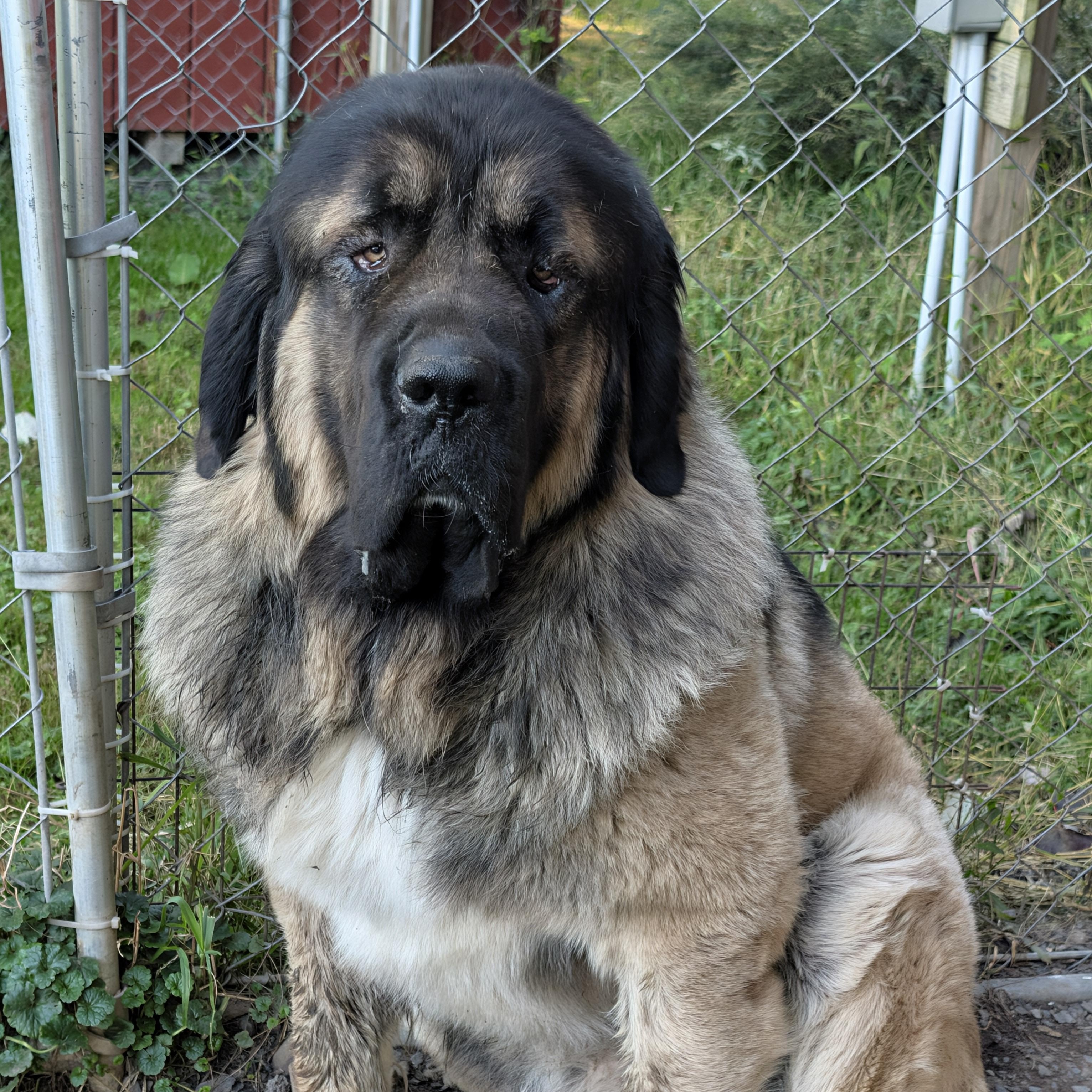 Ralphie, Adoptable, Adult Male Caucasian Sheepdog / Caucasian Ovtcharka.