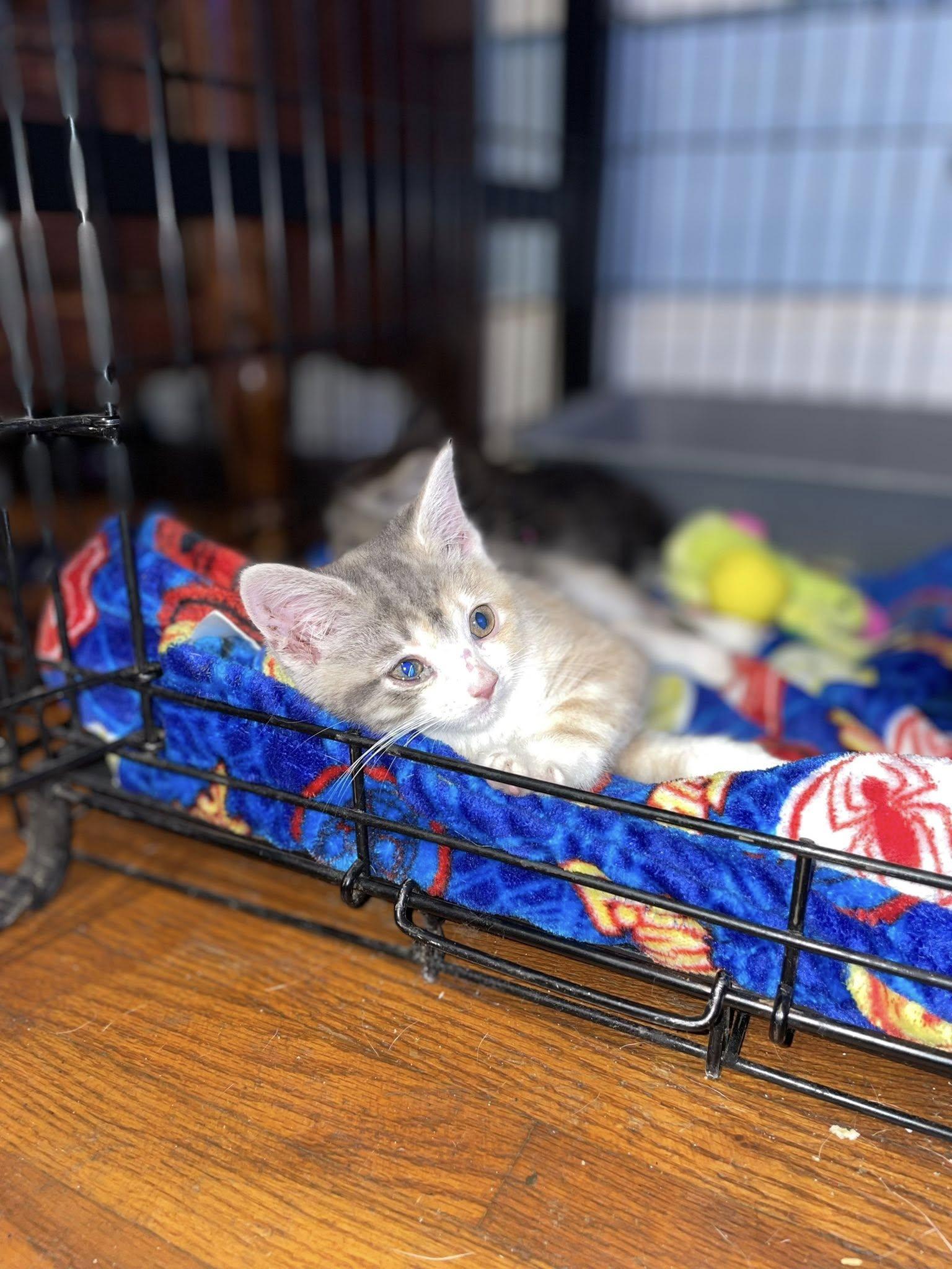 Opalite, Adoptable, Kitten Female Domestic Short Hair.