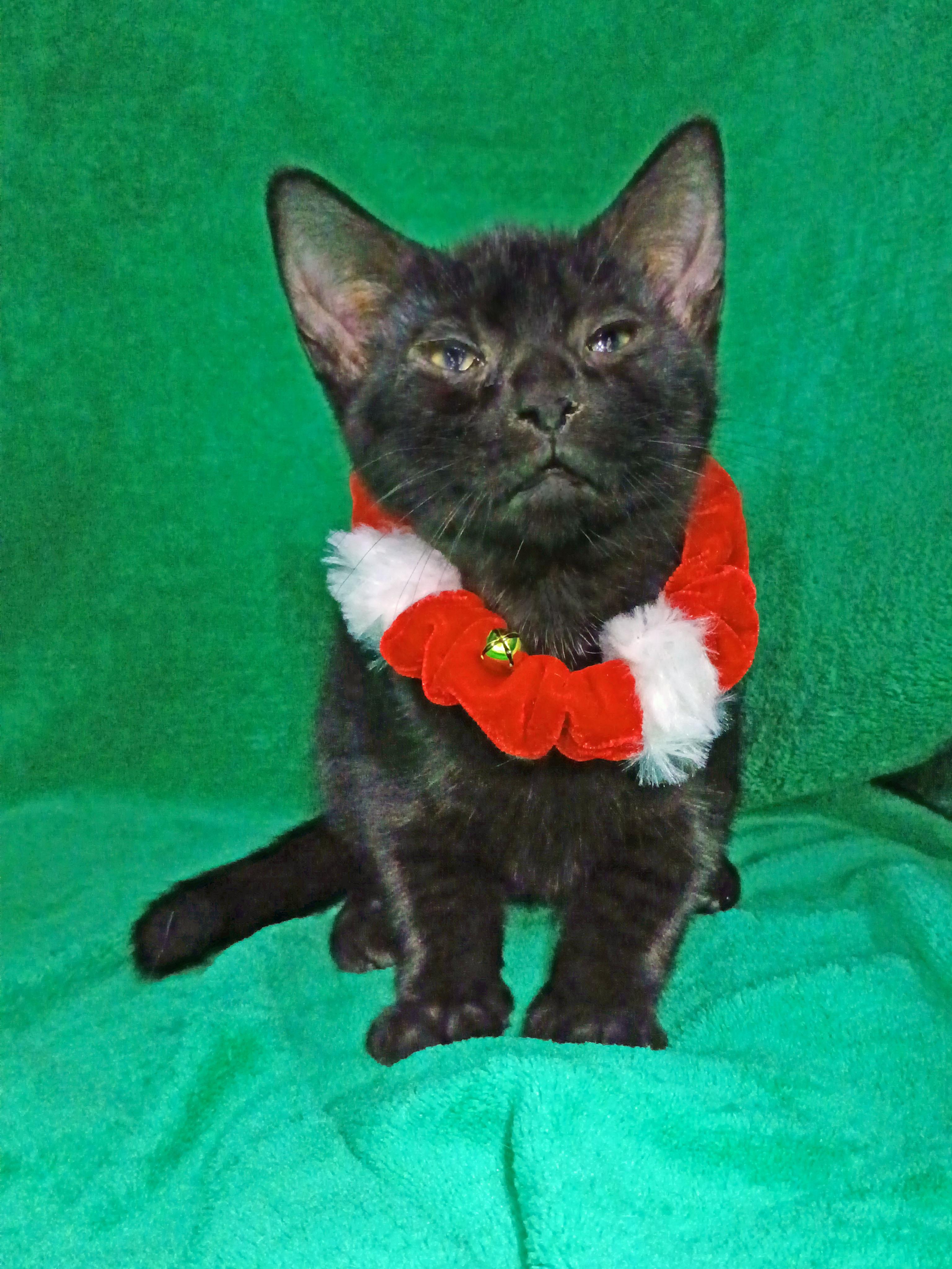 Pablo Pi-Cat-O, Adoptable, Kitten Male Domestic Short Hair.
