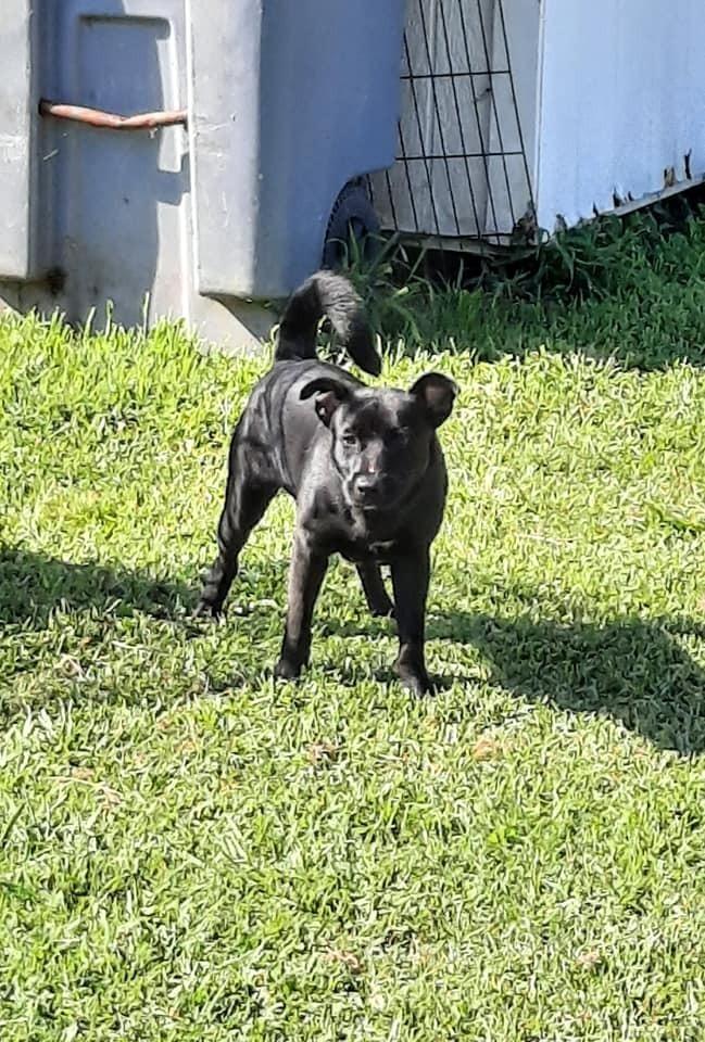 Enlarge Champ, a Adoptable mixed breed in Roanoke Rapids, NC image 1/4