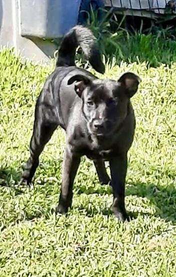 Enlarge Champ, a Adoptable mixed breed in Roanoke Rapids, NC image 2/4