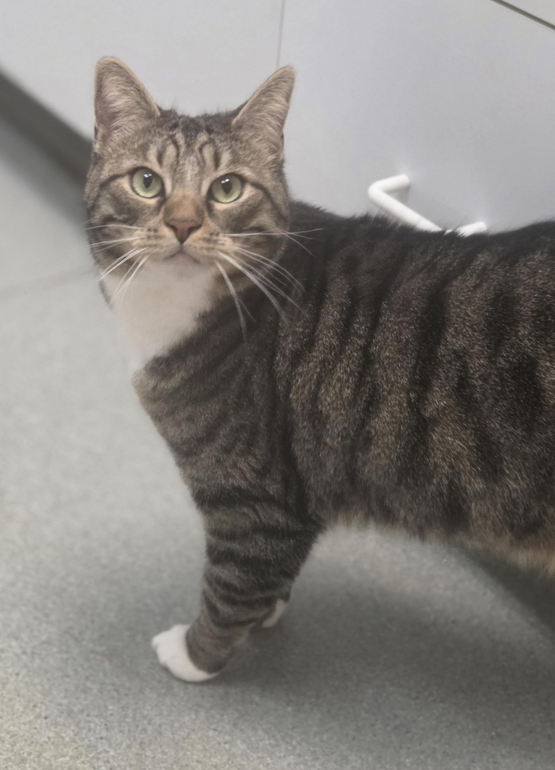 Lulu, Adoptable, Adult Female Domestic Short Hair.