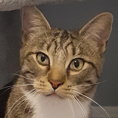 Enlarge Lulu, a Adoptable Domestic Short Hair in Woodbridge, VA image 1/2