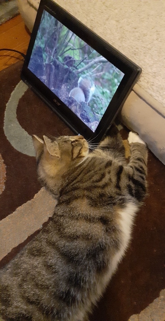 Enlarge Lulu, a Adoptable Domestic Short Hair in Woodbridge, VA image 2/2