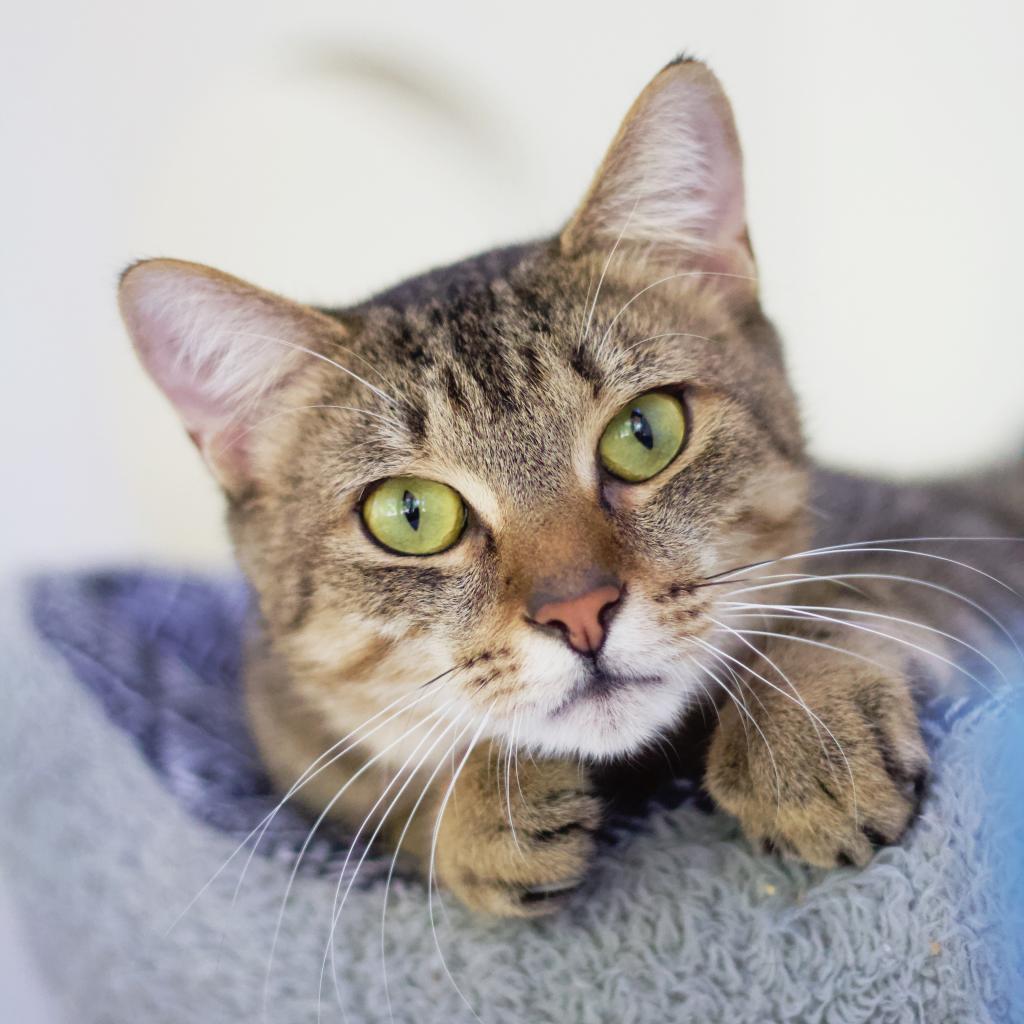 Wylie — thumbnail 2