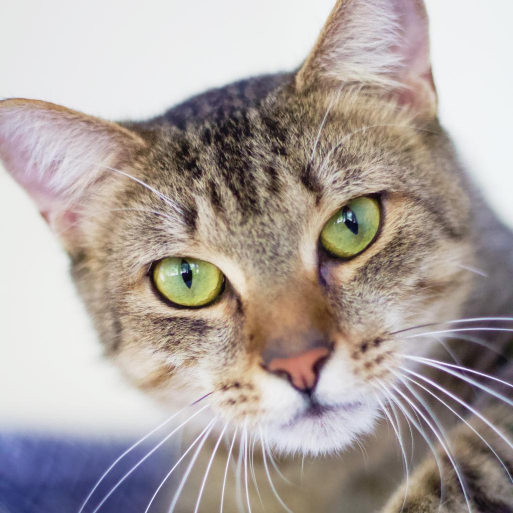 Wylie — thumbnail 3