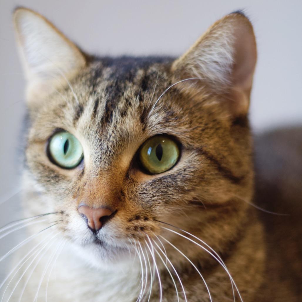 Wylie — thumbnail 4