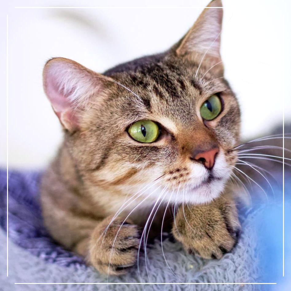 Wylie — thumbnail 5