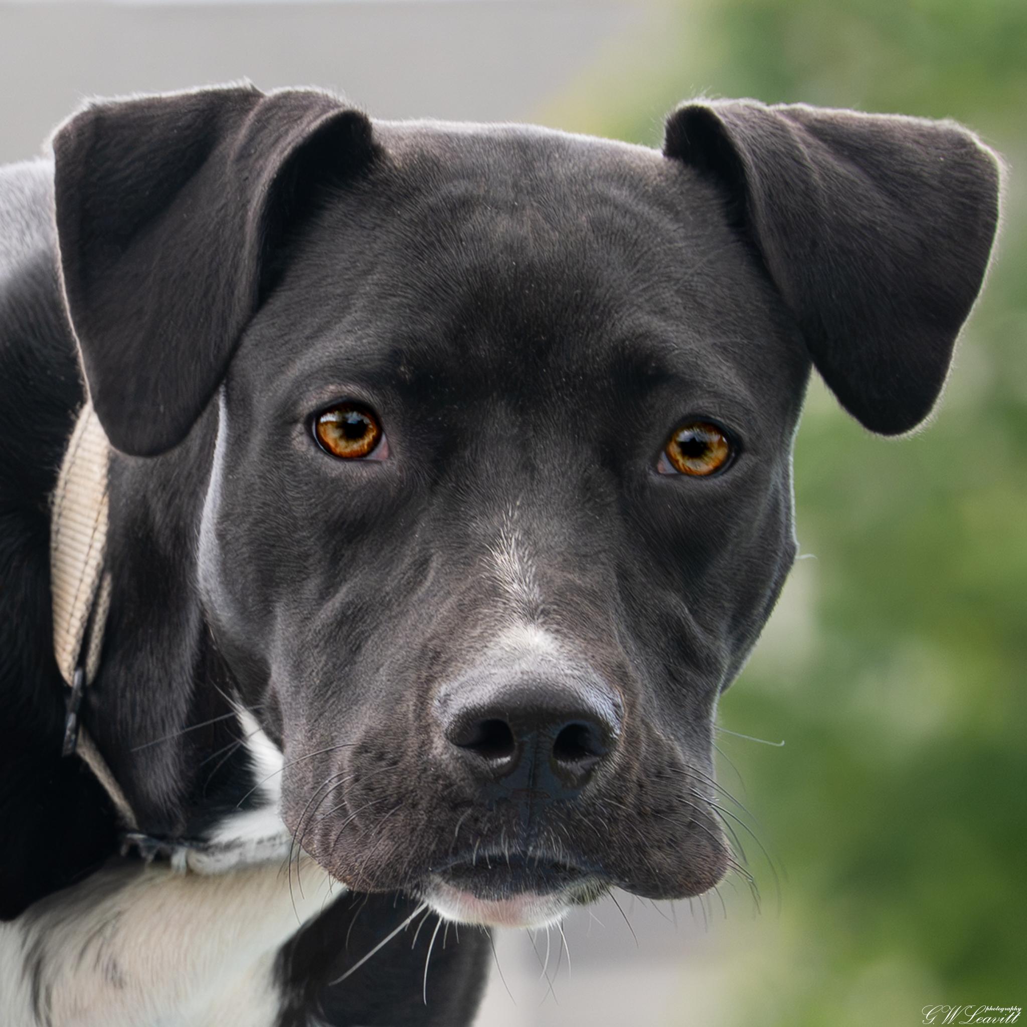 Yasmeen, a Adoptable Mixed Breed in Argyle, NY image 3/6