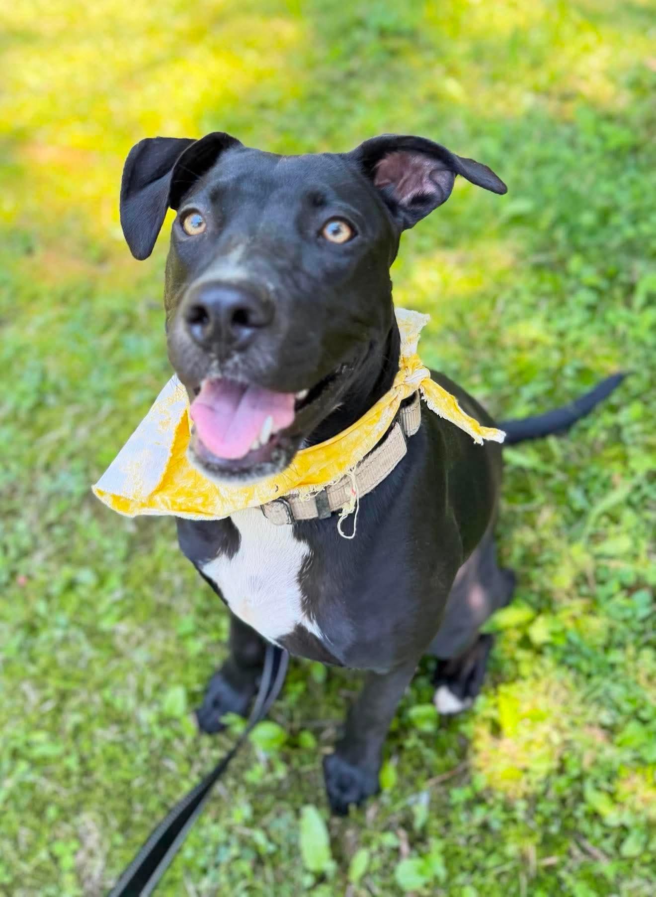 Yasmeen, a Adoptable Mixed Breed in Argyle, NY image 2/6