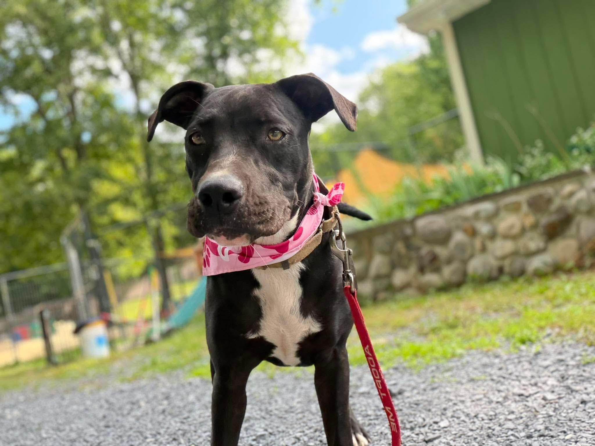 Yasmeen, Adoptable, Young Female Mixed Breed.