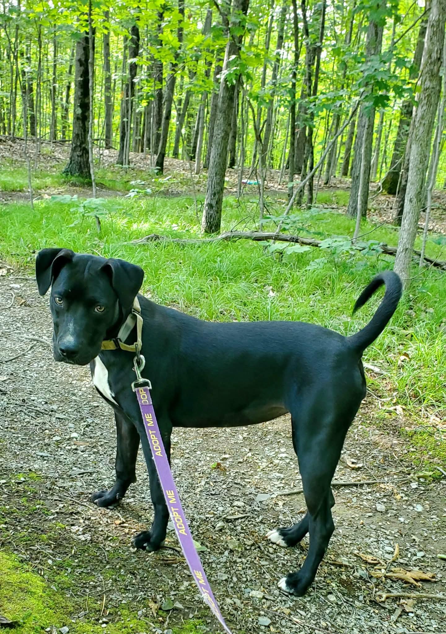 Yasmeen, a Adoptable Mixed Breed in Argyle, NY image 5/6
