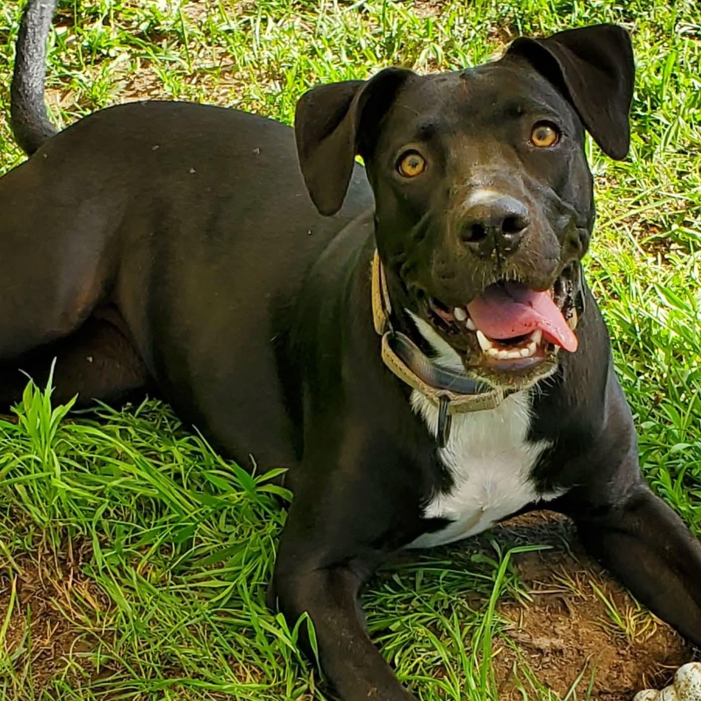 Yasmeen, a Adoptable Mixed Breed in Argyle, NY image 1/6