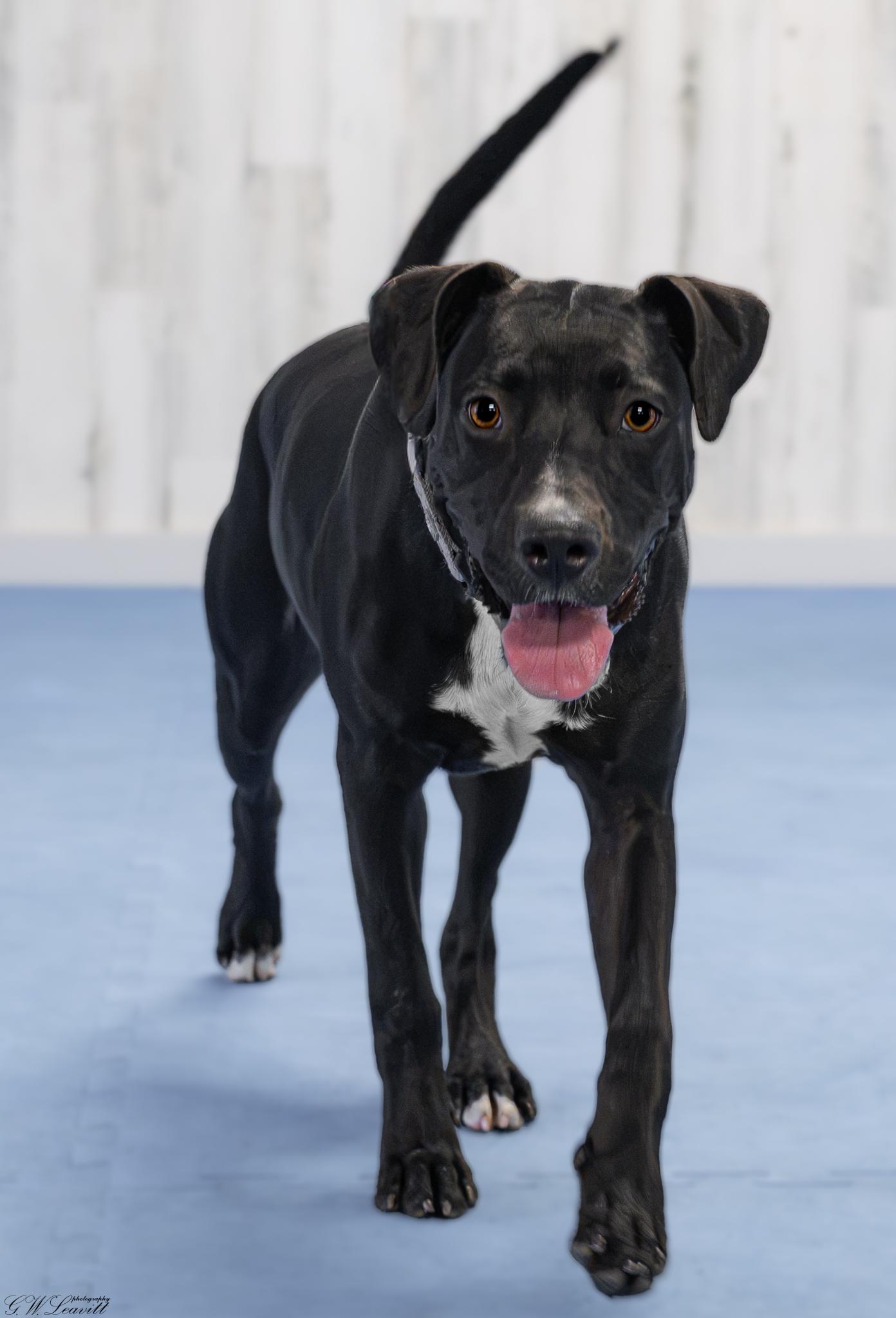 Yasmeen, a Adoptable Mixed Breed in Argyle, NY image 4/6