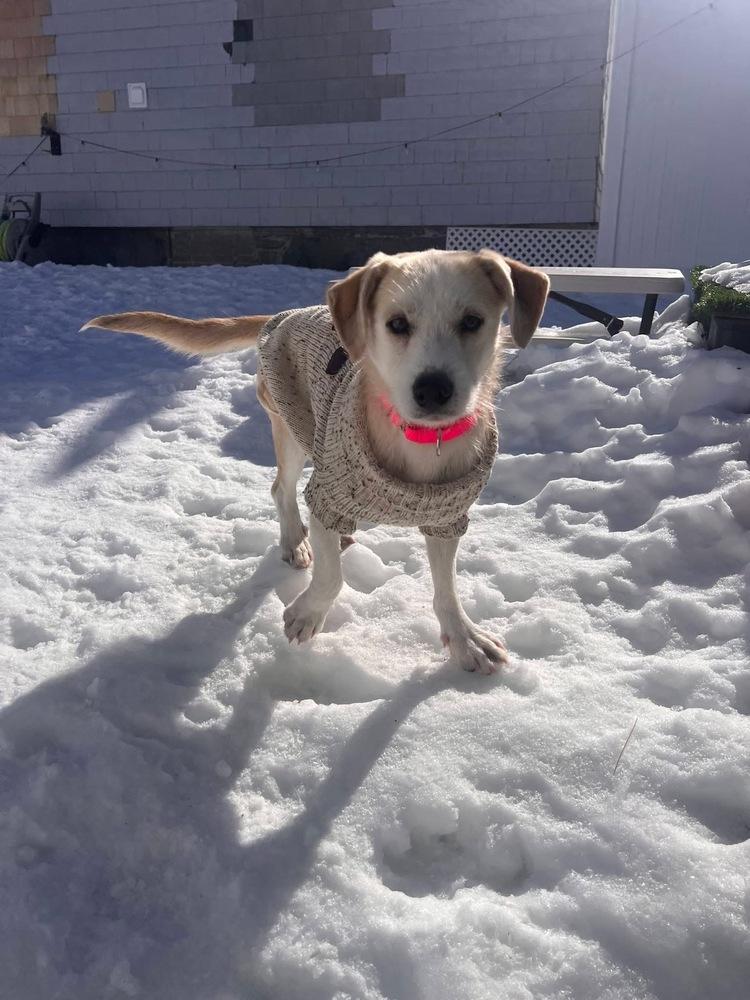 Enlarge Brooklen, a Adoptable mixed breed in Saugus, MA image 1/6