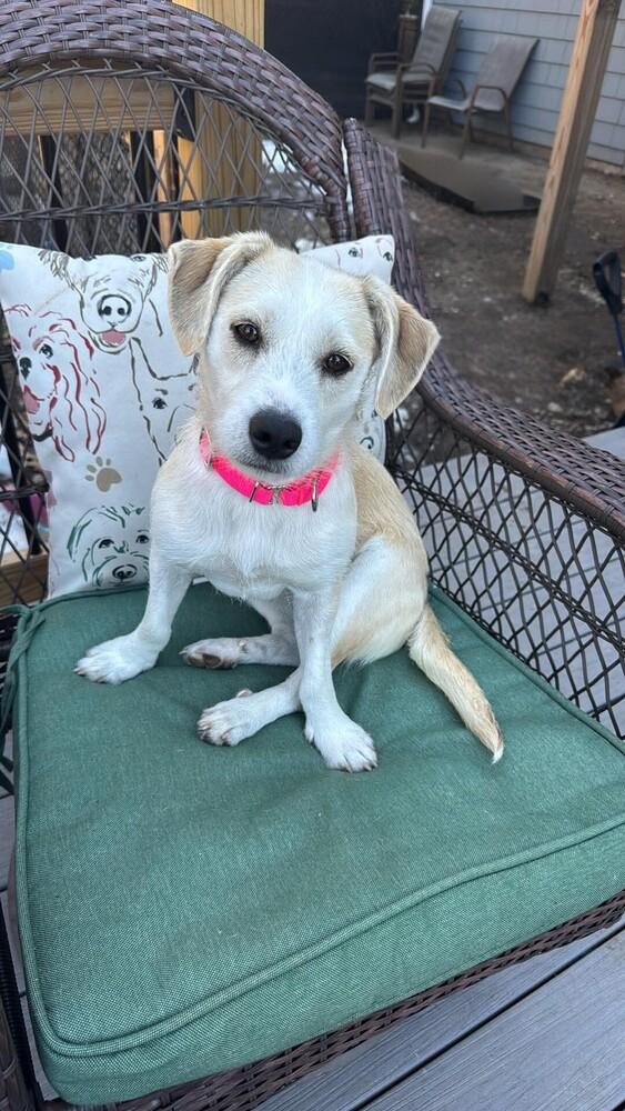 Enlarge Brooklen, a Adoptable mixed breed in Saugus, MA image 2/6