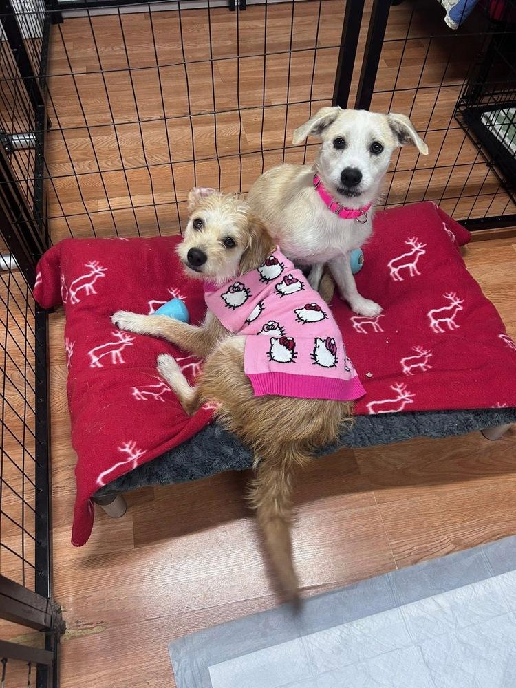 Enlarge Brooklen, a Adoptable mixed breed in Saugus, MA image 3/6