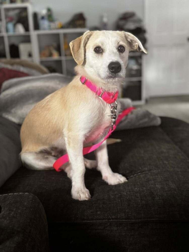 Enlarge Brooklen, a Adoptable mixed breed in Saugus, MA image 4/6