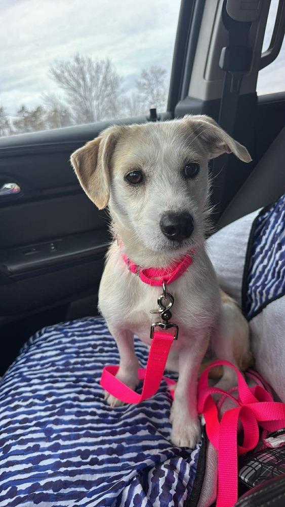 Enlarge Brooklen, a Adoptable mixed breed in Saugus, MA image 5/6