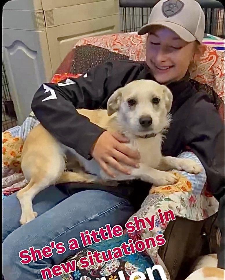 Enlarge Brooklen, a Adoptable mixed breed in Saugus, MA image 6/6