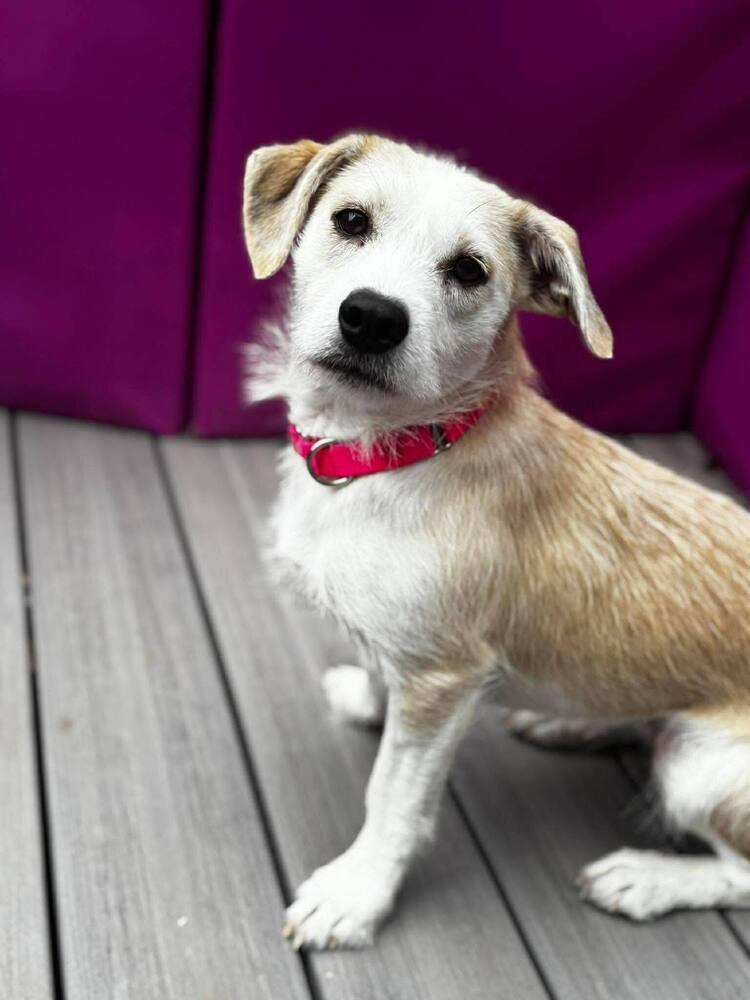 Enlarge Brooklen, a Adoptable mixed breed in Saugus, MA image 5/6