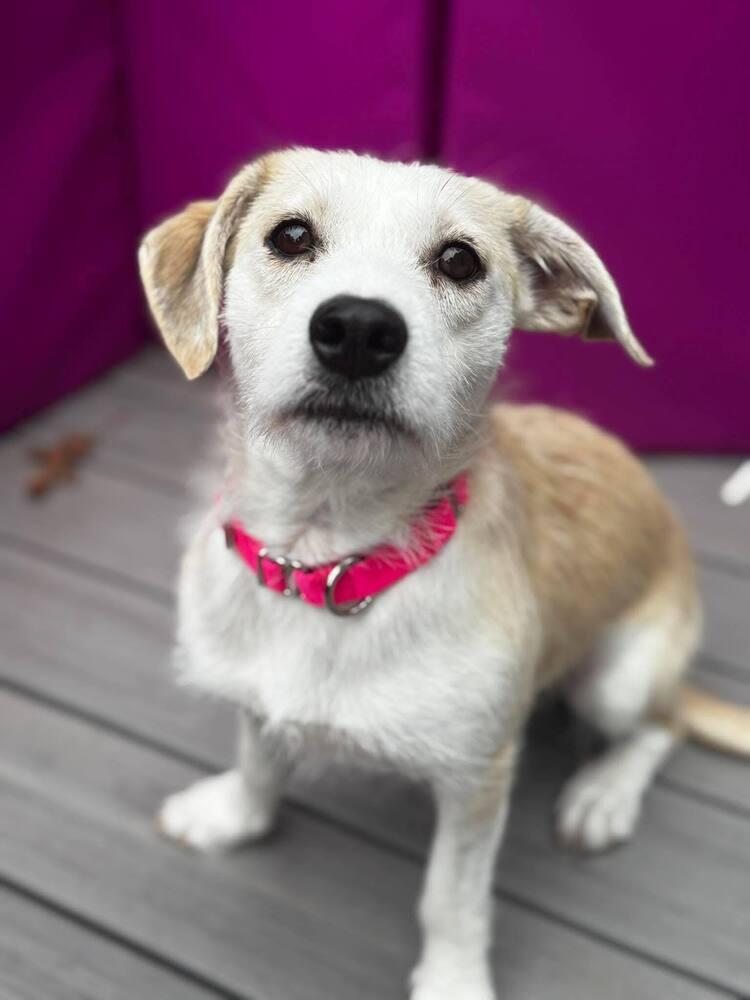 Enlarge Brooklen, a Adoptable mixed breed in Saugus, MA image 6/6