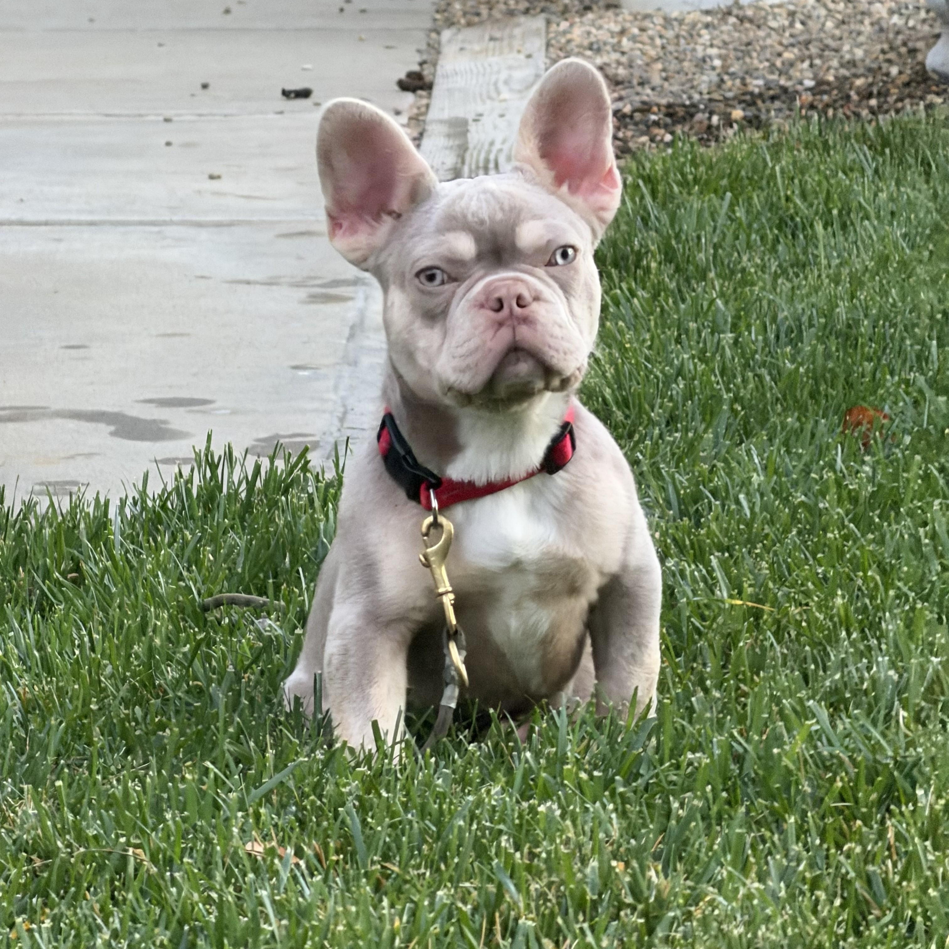 Ray, ADOPTABLE, Puppy Male French Bulldog.
