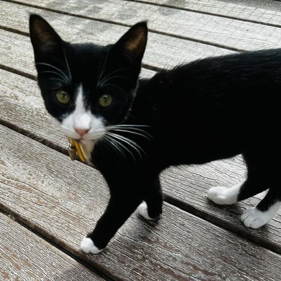 Enlarge Nancy - Fun Fun Fun, a Adopted Tuxedo in Hoquiam, WA image 4/5