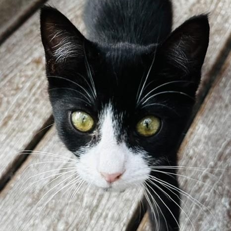 Enlarge Nancy - Fun Fun Fun, a Adopted Tuxedo in Hoquiam, WA image 5/5