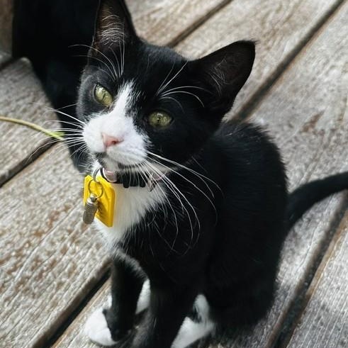 Enlarge Nancy - Fun Fun Fun, a Adopted Tuxedo in Hoquiam, WA image 2/5