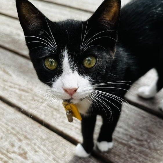 Nancy - Fun Fun Fun, Adopted, Kitten Female Tuxedo.