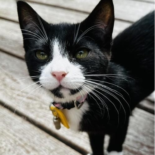 Enlarge Nancy - Fun Fun Fun, a Adopted Tuxedo in Hoquiam, WA image 3/5