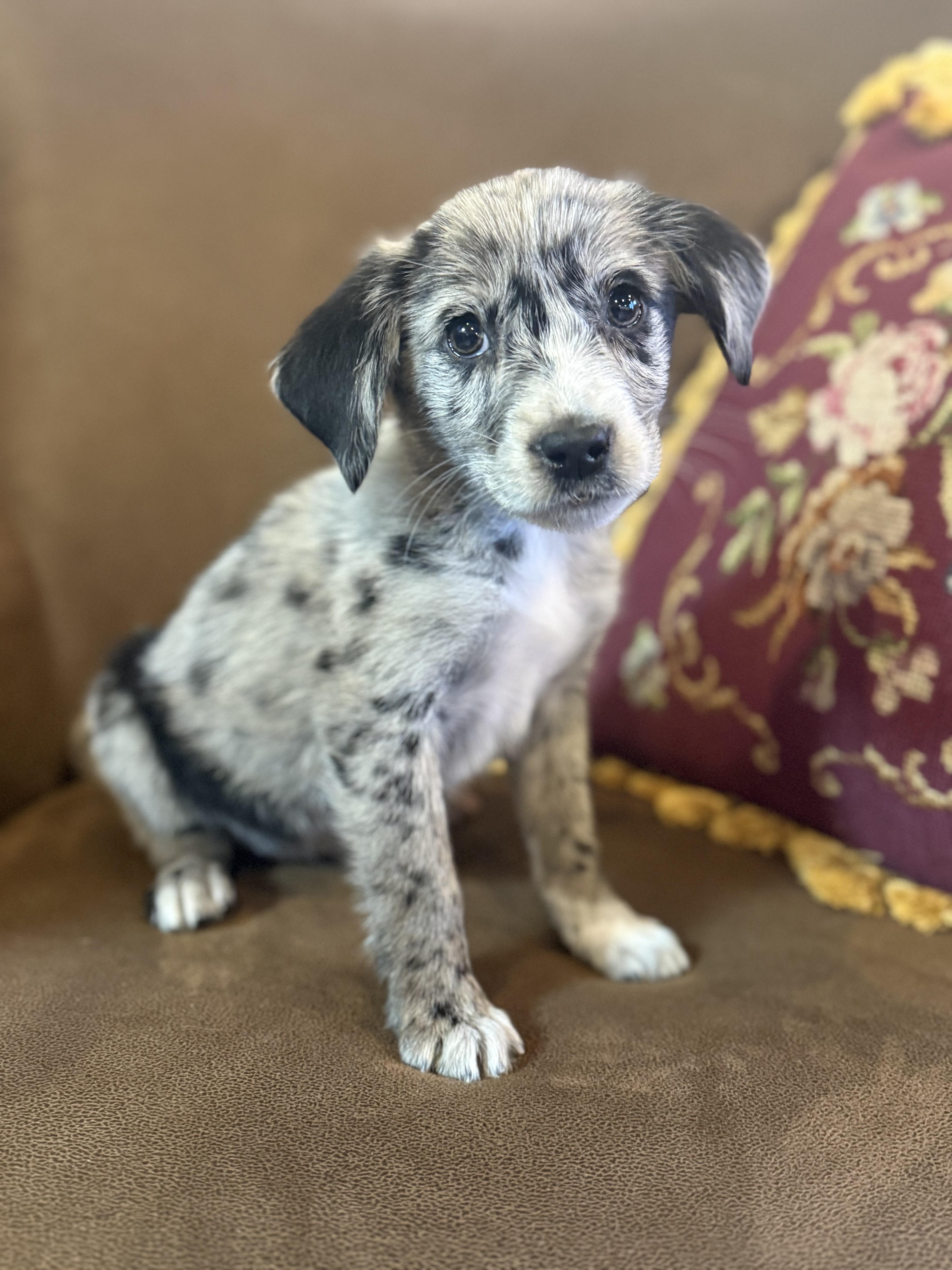 Scarlett, a ADOPTABLE mixed breed in Hales corners, WI image 1/3