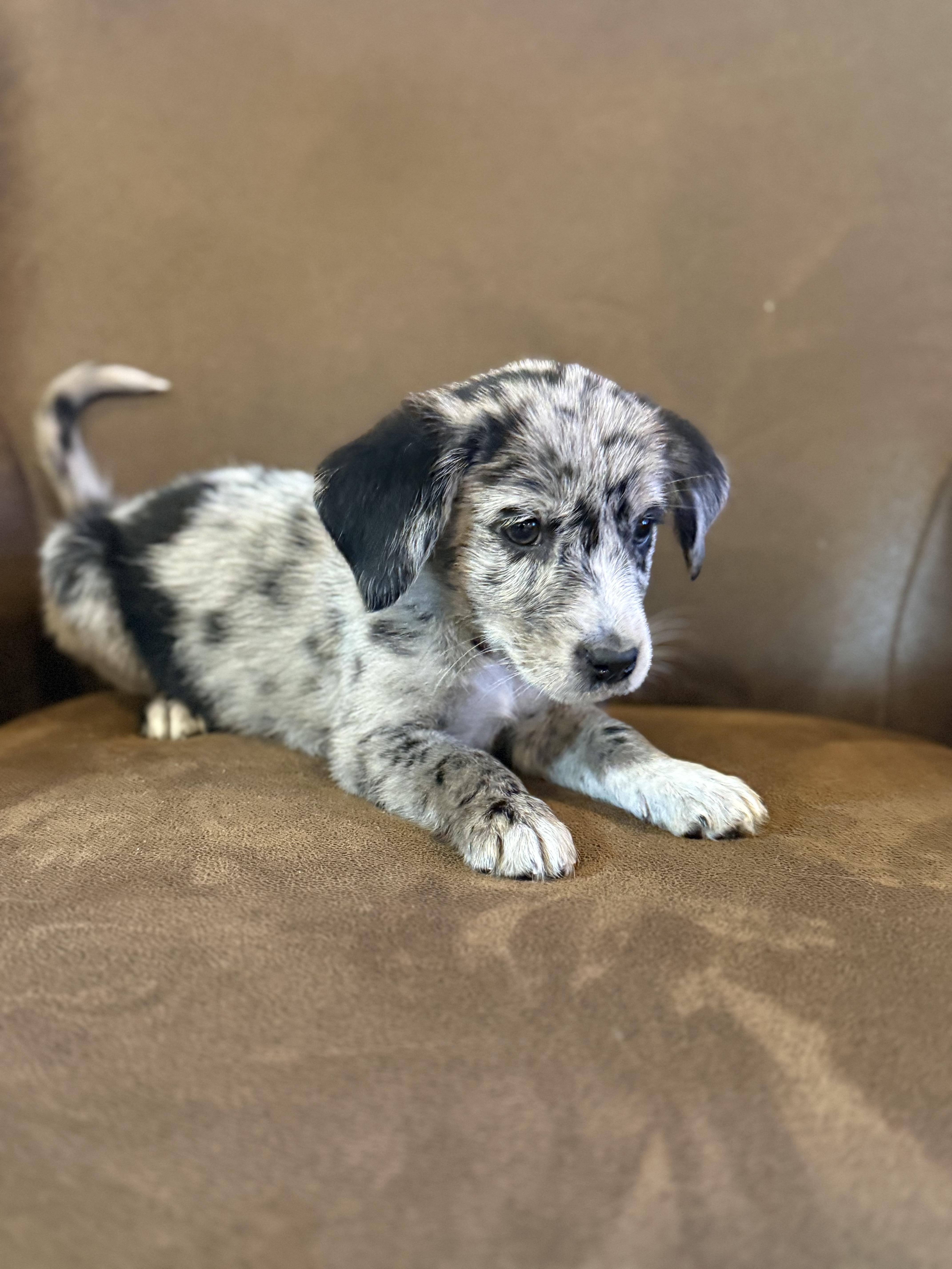 Scarlett, a ADOPTABLE mixed breed in Hales corners, WI image 2/3