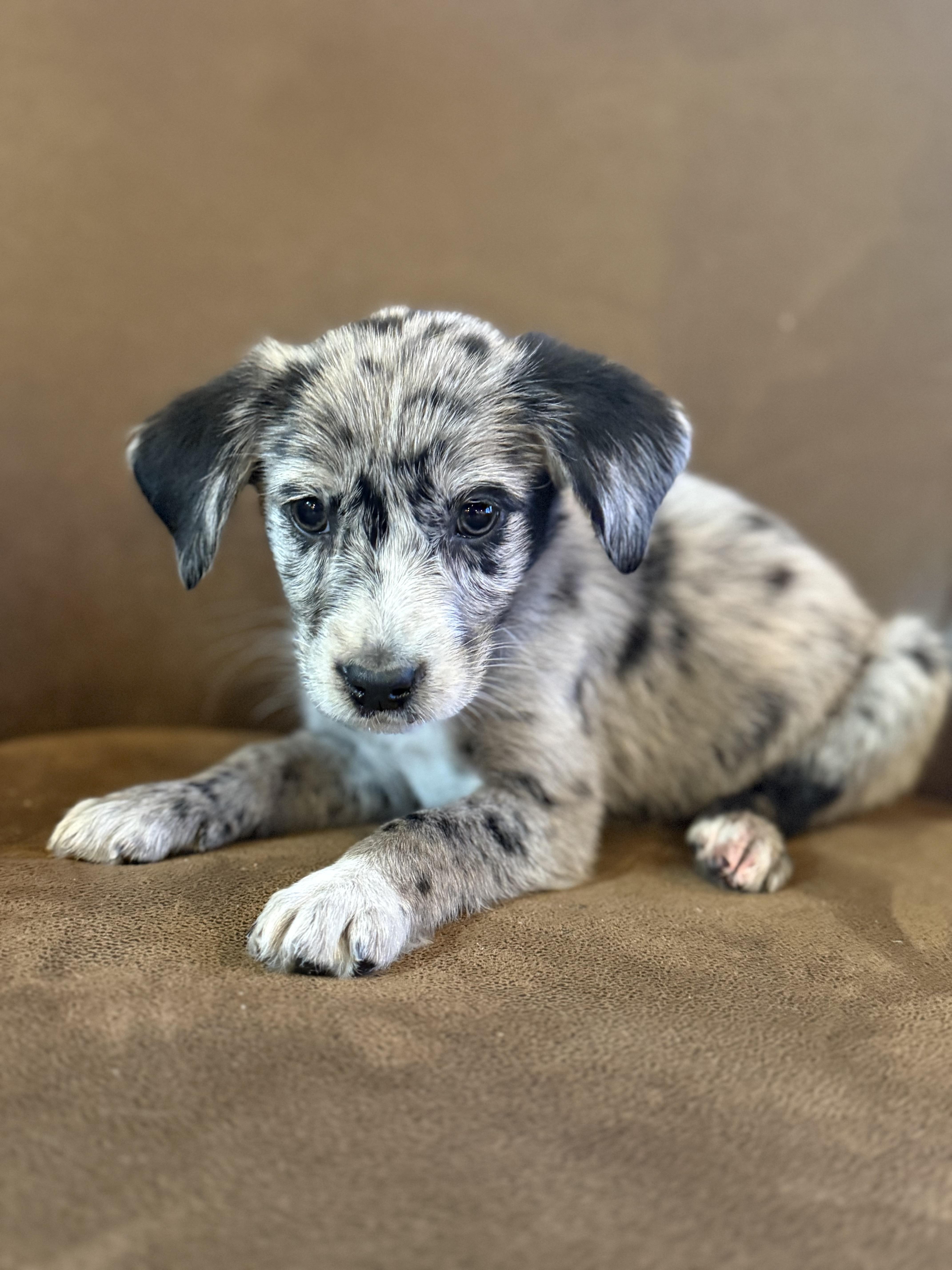 Scarlett, a ADOPTABLE mixed breed in Hales corners, WI image 3/3