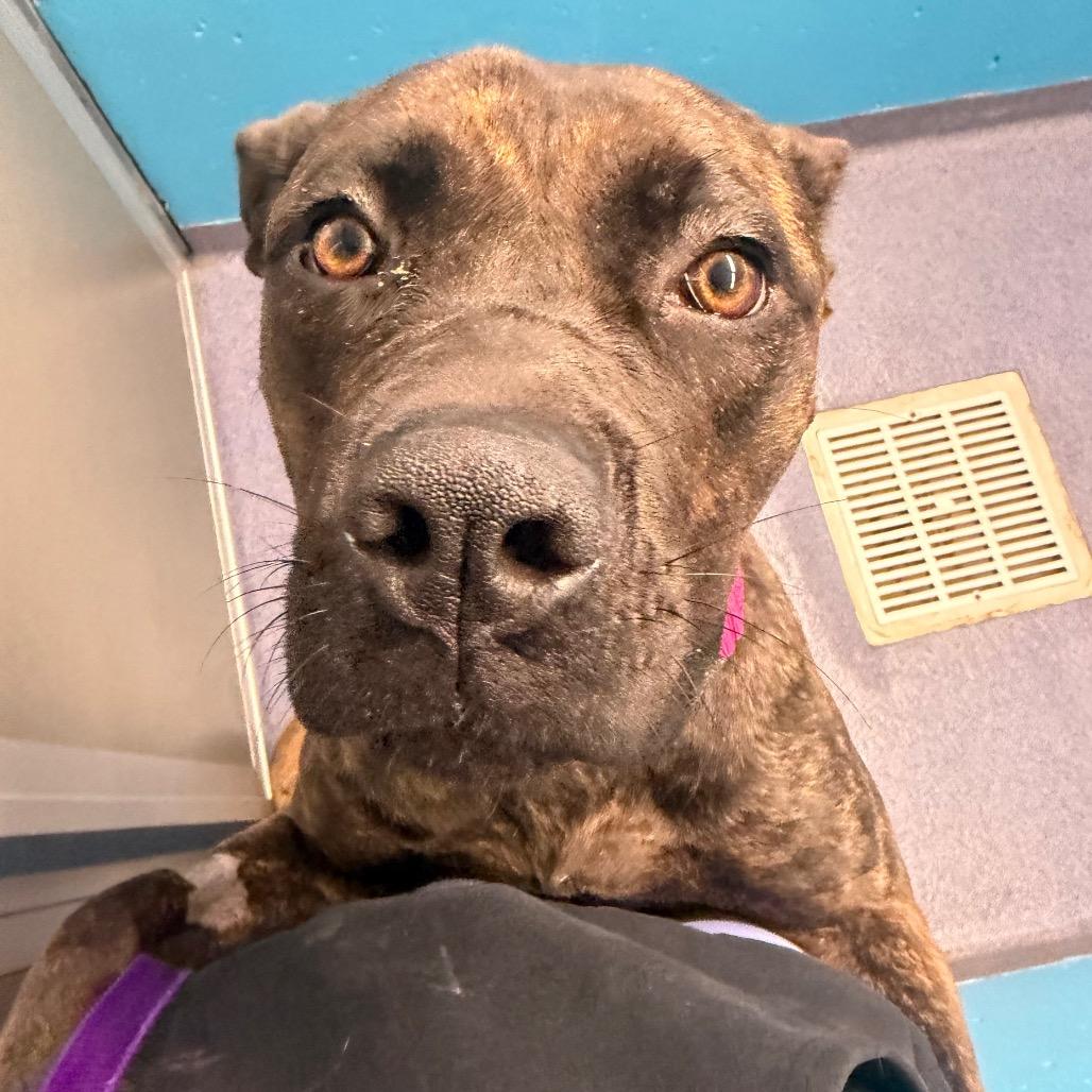 Babka, Adoptable, Young Female Mixed Breed.