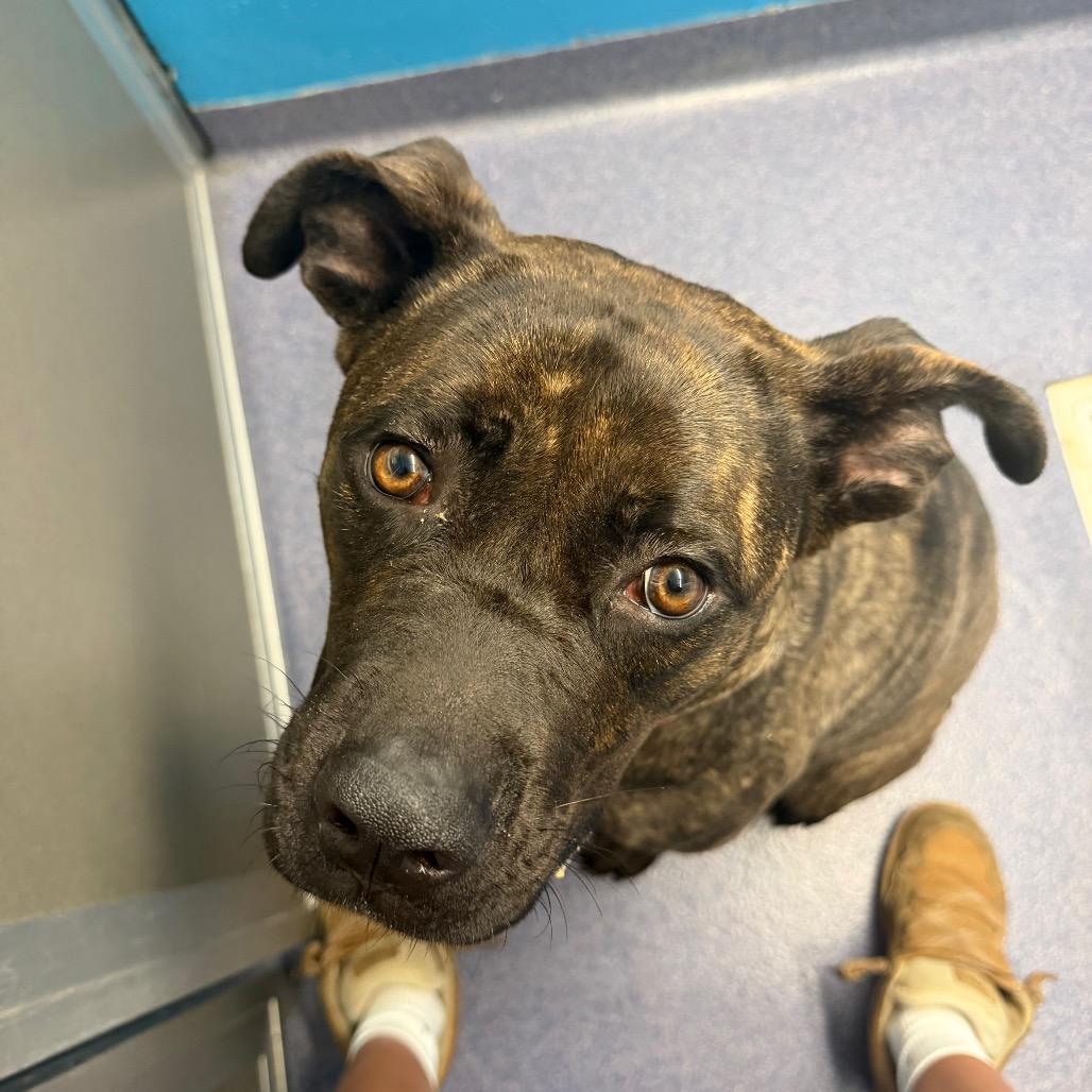 Enlarge Babka, a Adoptable Mixed Breed in Edwardsville, IL image 2/6
