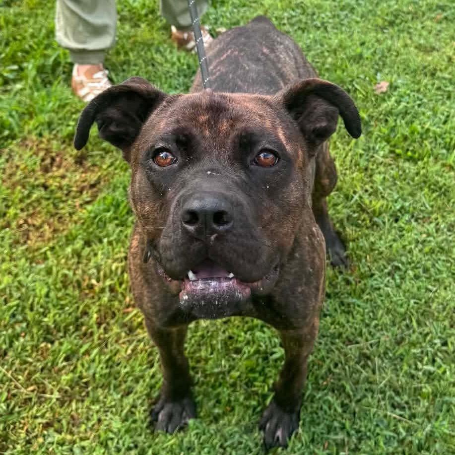 Enlarge Babka, a Adoptable Mixed Breed in Edwardsville, IL image 3/6