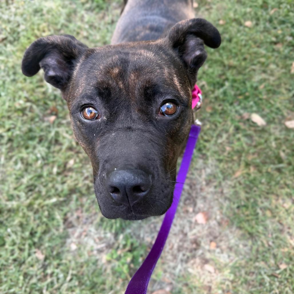 Enlarge Babka, a Adoptable Mixed Breed in Edwardsville, IL image 4/6
